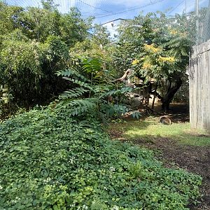 Sun bear outdoor exhibit