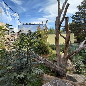 Sun bear outdoor exhibit