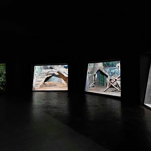 Carnivore house indoors