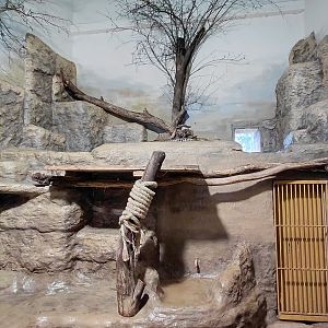 Sri Lankan leopard indoor exhibit