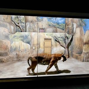 Malayan tiger indoor exhibit