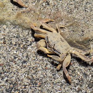 Macrophthalmus japonicus