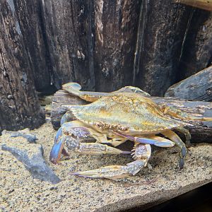 Japanese blue crab (Portunus trituberculatus)