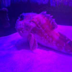 Darkfin sculpin (Malacocottus zonurus)