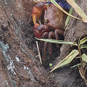 Chiromantes haematocheir