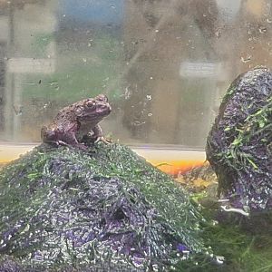 Proto wrinkled frog (Glandirana reliquia)