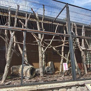 Linnaeus's two-toed sloth outdoor exhibit
