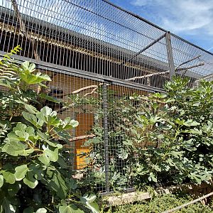 Bear cuscus outdoor exhibit