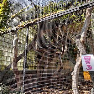 Common kusimanse outdoor exhibit