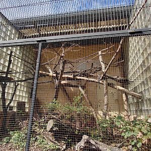 White-lipped tamarin outdoor exhibit