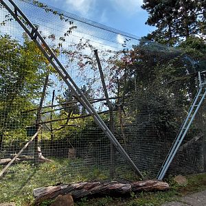 White-nosed coati outdoor exhibit