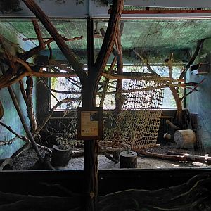 White-nosed coati indoor exhibit