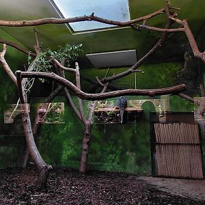 Brazilian porcupine indoor exhibit