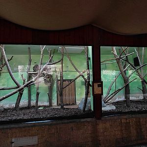 Bear cuscus indoor exhibit