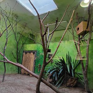 White-lipped tamarin indoor exhibit