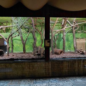 Linnaeus's two-toed sloth indoor exhibit