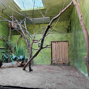 Tamarin and armadillo indoor exhibit