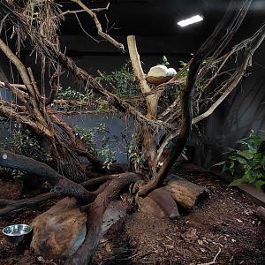 Peruvian southern tamandua exhibit