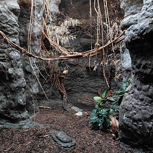 Lion tamarin and pygmy marmoset exhibit