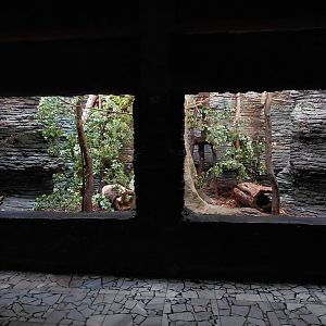 Porcupine and squirrel mixed exhibit