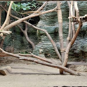 Rock cavy exhibit