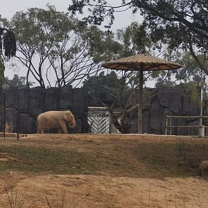 Asian Elephant New Exhibition Area