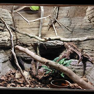 Green tree python exhibit