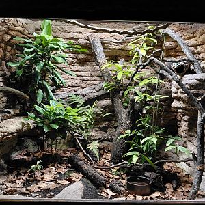 Green keel-bellied lizard zootierliste