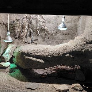 North African spiny-tailed lizard exhibit