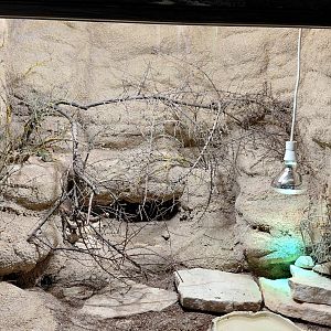 Ocellated lizard exhibit
