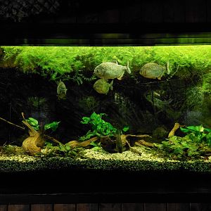 Red-bellied piranha tank