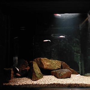 Blind cave fish tank