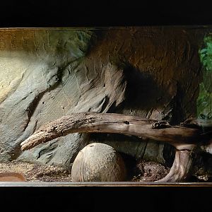 Mexican red rump exhibit