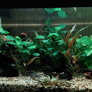 Iberian ribbed newt exhibit