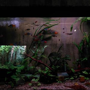 Rainbowfish tank