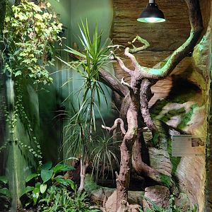 Madagascar tree boa exhibit
