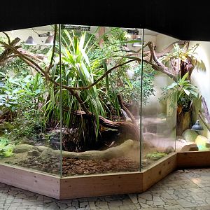 Mixed reptile exhibit