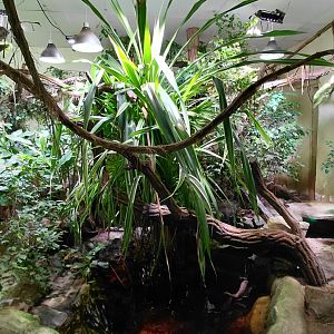 Mixed reptile exhibit