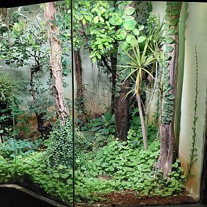 Gecko exhibit
