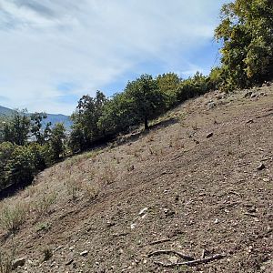 White-lipped deer exhibit