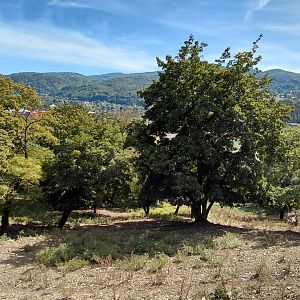 White-lipped deer exhibit