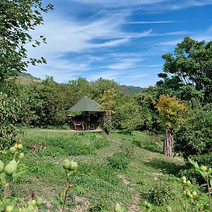 Somali wild ass exhibit