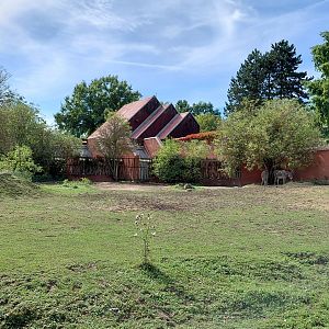 Somali wild ass exhibit