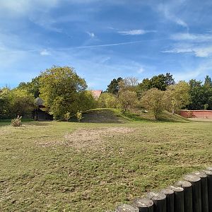 Somali wild ass exhibit