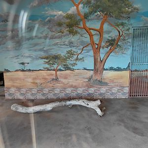 Cheetah indoor exhibit