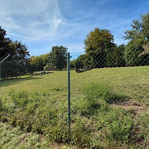 Cheetah outdoor exhibit