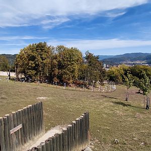 Gibbon forest and sika exhibit