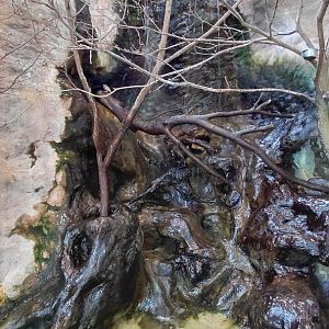 Java sparrow exhibit