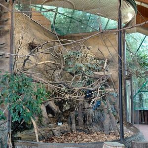 Victoria crowned pigeon aviary