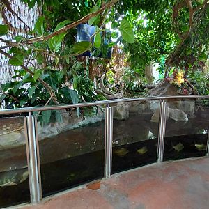 Mixed turtle exhibit